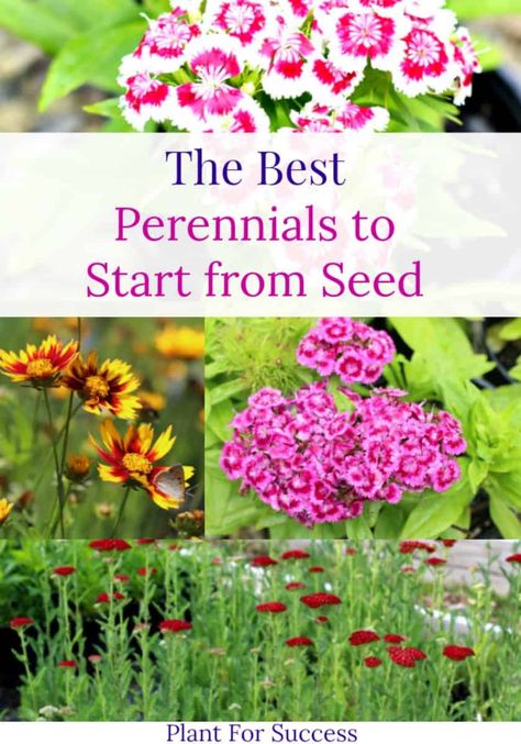 Easiest Plants To Grow From Seed, Flowers From Seeds Easy, Growing Perennials From Seed, Growing Flowers From Seeds Indoors, Best Flowers To Grow From Seed, Self Seeding Perennials, Easy Flowers To Grow From Seed, Easiest Flowers To Grow From Seed, Self Seeding Flowers