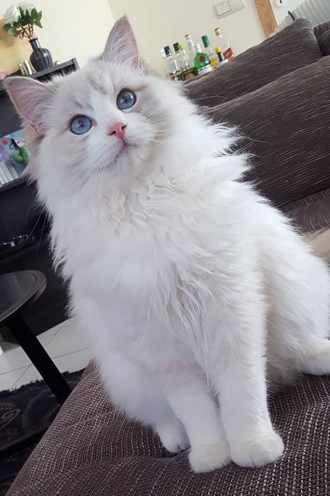 ragdoll cat colors - Blue Cream Point Blue Point Cat, Bicolor Ragdoll, Blue Point Ragdoll, Ragdoll Cat Colors, Ragdoll Cat Breed, Domestic Cat Breeds, Cat Species, Dream's Cat, Rare Cats