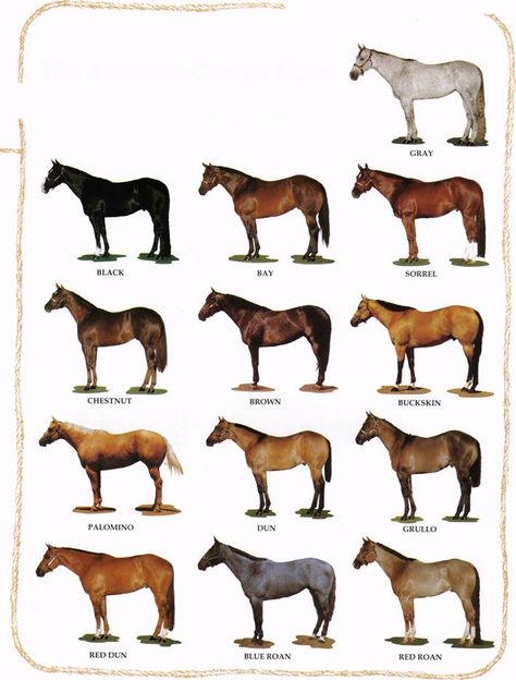 Horse Color Chart, Horse Info, Horse Camp, Horse Anatomy, Horse Colors, Paint Horse, Quarter Horses, Horse Dressage, American Quarter Horse