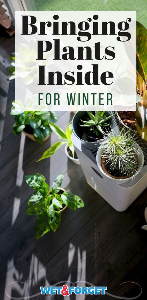 When To Bring Plants Indoors, Bring Outdoor Plants Inside, Bringing House Plants In For The Winter, Moving Plants Inside For Winter, Bringing Plants Indoors For Winter, How To Bring Outdoor Plants Inside, How To Bring Plants Inside For Winter, Moving Plants Indoors For Winter, Bringing Plants Inside For Winter