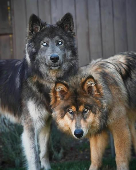 Wolf gram (@wolf_gram__) added a photo to their Instagram account: “Two beautiful wolfdogs! 🐺😍⠀  🐺🐾⠀ .⠀ Photos By 📷 @wander_with_willow ⠀ Tag your friends 👇⠀ .…” Wolf Hybrid Dogs, Regard Animal, Dogs Images, Rare Dogs, Wild Animals Pictures, Wolf Photos, Hybrid Dogs, Doberman Dogs, Baby Cow