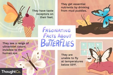 10 Fascinating Facts About Butterflies Butterfly Diorama, Monarch Butterfly Facts, Garden Flower Bed Ideas, Facts About Butterflies, Butterfly Facts For Kids, Cycle Of Butterfly, Preschool Bugs, Ultraviolet Color, Butterfly Facts