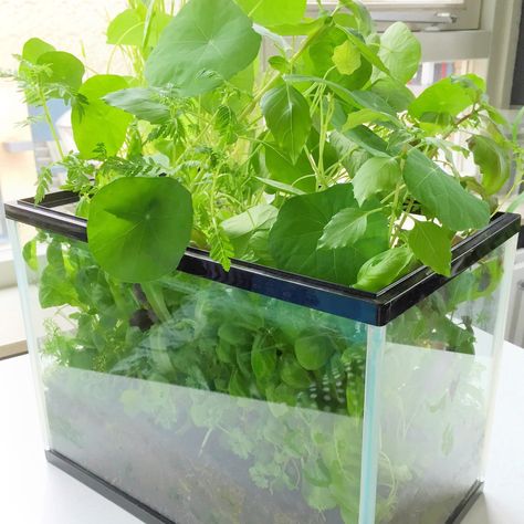 How to turn an old fish tank into an indoor herb garden | Lia Belle Repurpose Fish Tank, Old Fish Tank Ideas, Fish Tank Garden, Aquarium Garden, Fish Garden, Fish Tank Terrarium, Diy Fish Tank, Aquaponics Fish, Diy Herb Garden