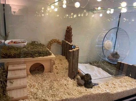 Fancy Hamster Cage, Gerbil Enclosure Ideas, Diy Bin Cage For Hamster, Cheap Hamster Cage Ideas, Hamster Aquarium Ideas, 20 Gallon Hamster Tank Ideas, Small Hamster Cage Ideas, Hamster Set Up Ideas, Home Made Hamster Cage