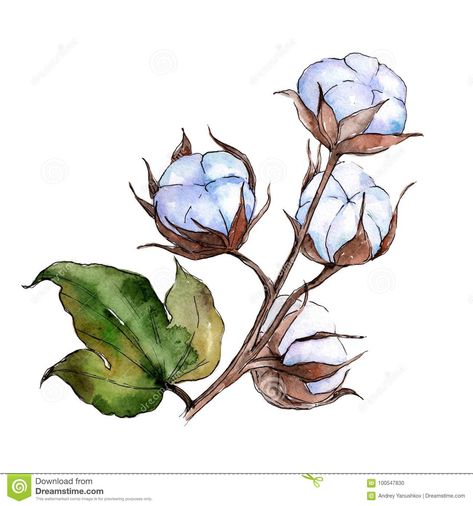 Wildflower Cotton Flower In A Watercolor Style Isolated. Stock Illustration - Illustration of green, floral: 100547830 Water Color Pencils, Cotton Painting, Cotton Plant, Cotton Flower, Flower Watercolor, Watercolor Paintings Tutorials, Plant Illustration, Flower Art Painting, Flower Illustration