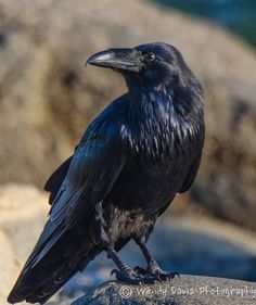 Your daily raven via Wendy Davis Photography FB #birdseed #birdfood #wildbirds #wildbirdscoop #birdwatchin Raven Images, Bird On A Branch, Raven Bird, Crows And Ravens, Crow Art, Jackdaw, Raven Art, Black Birds, Black Crow