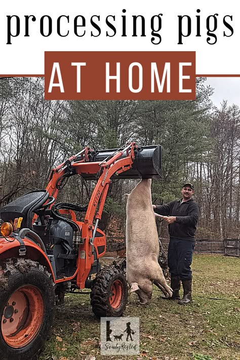 Processing Pigs at Home » SoulyRested Butchering Pigs At Home, Butchering A Pig At Home, How To Butcher A Cow, How To Butcher A Pig At Home, Butchering Chickens At Home, Home Butcher Shop Ideas, Raising Pigs For Meat, Kunekune Pig Pen, Hog Pen Ideas