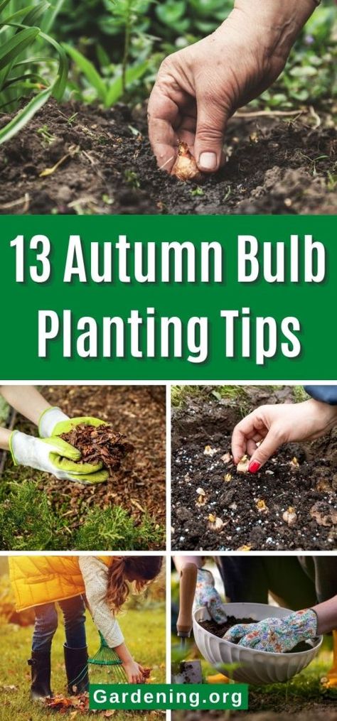 13 Autumn Bulb Planting Tips for Bigger Blooms When To Plant Bulbs Fall, Bulb Garden Plan, Layering Bulbs In Garden, Planting Fall Bulbs, Fall Bulb Planting Design, Bulb Planting Design, Bulb Planting Ideas, Bulbs To Plant In Fall, When To Plant Bulbs