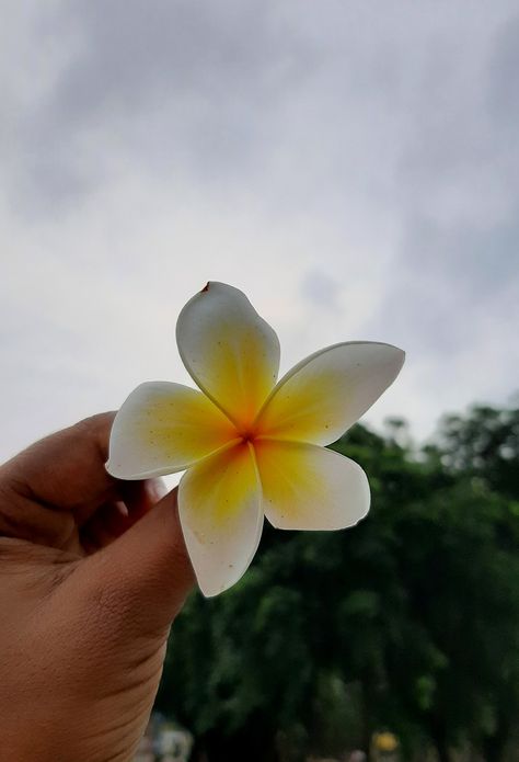 Champa Flower, Cloudy Morning, Morning Sky, Scenery Wallpaper, Girly Photography, My Images, Flowers, Photography, Quick Saves