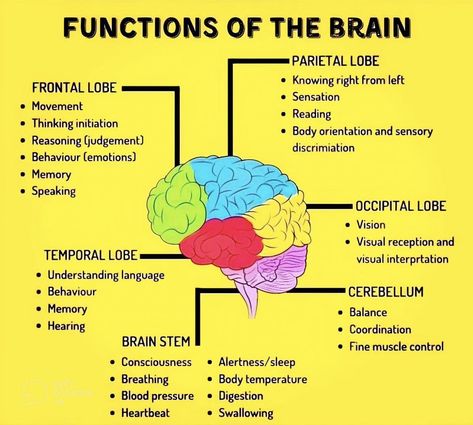 Areas Of The Brain And Their Function, Function Of The Brain, Part Of Brain And Function, Map Of The Brain, Part Of The Brain, Brain Parts And Functions Psychology, How The Brain Works, Brain Function Chart, Brain Anatomy And Function Notes