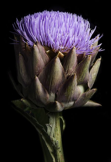 Floral Photography Art, Painting Prompts, Artichoke Flower, Purple Flowering Plants, Flower Close Up, Off Camera Flash, Floral Photography, County Fair, Garden Of Eden