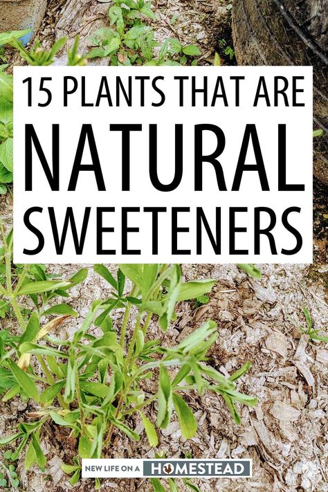 Stevia is not the only natural sweetener out there. There are over a dozen others, some of which you might want to try for yourself. #gardening Native Landscaping, How To Grow Herbs, Garden Aesthetics, Herb Garden Ideas, Diy Cleaning Products Recipes, Stevia Plant, Herbs And Plants, Grow Herbs, Homestead Gardens