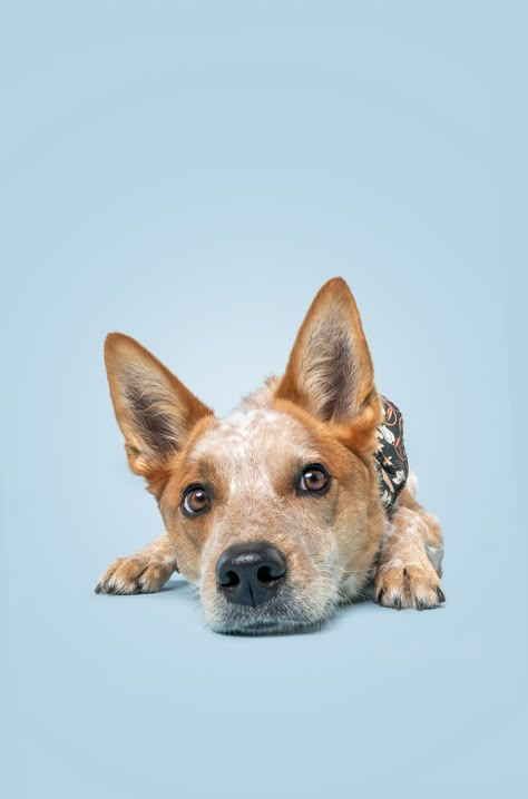 Before & After: Editing Dog Portraits — The Dog Photog Dog Photoshoot Backdrop, Dog Lifestyle Photography, Australian Heeler, Dog Photography Studio, Pet Photography Poses, Dog Portrait Photography, Puppy Photoshoot, Dog Photography Poses, Pet Portraits Photography