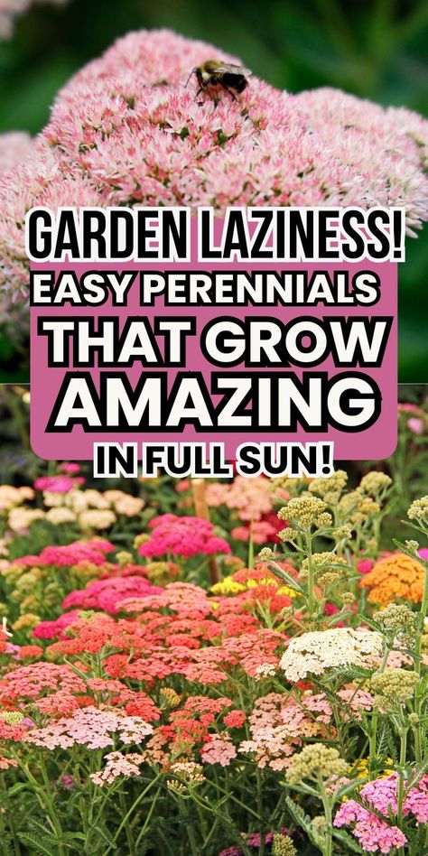 Tired of high-maintenance plants? These full sun perennials are the answer to your gardening woes! Easy to grow and perfect for busy schedules. Say goodbye to constant watering and hello to vibrant blooms all season long. Low Lying Perennials Full Sun, Full Sun Low Water Perennials, Plants That Can Handle Full Sun And Heat, Sun Loving Perennials Landscapes, Best Full Sun Plants Landscapes, Full Sun Flower Bed Ideas Design, Full Sun Perennials Low Maintenance, Best Perennials For Full Sun, Perennial Flowers Full Sun