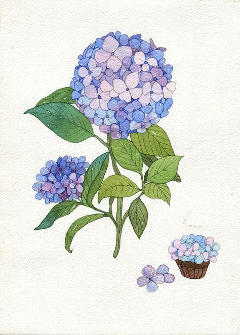 Hydrangea Illustration, Watercolor Templates, Hydrangeas Art, Watercolor Designs, 카드 디자인, Plant Drawing, Vibrant Patterns, Plant Art, Flower Illustration