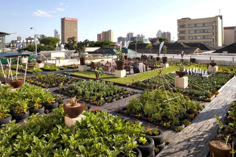 A rooftop garden on a building in Durban, South Africa. In Johannesburg a nonprofit group is using rooftop gardens to teach farming skills to urban youths and to inform them about the effects of global warming. Lots Of Plants, Urban Agriculture, Garden Architecture, Urban Gardening, Traditional Garden, Rooftop Garden, City Architecture, Community Gardening, Urban Farming