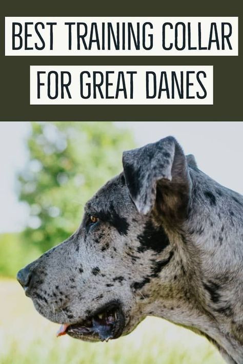 Great Dane Essentials, Great Dane Training, Great Dane Temperament, Training Puppies, Dog Commands, Luxury Dog Collars, Great Danes, Cute Dog Collars, Dog Things