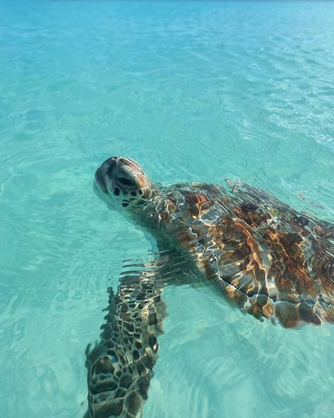 Turtle Aesthetic, Sea Life Wallpaper, Sea Turtle Pictures, Save The Turtles, Summer Wallpapers, Turtle Love, Beautiful Sea Creatures, The Turtles, Hawaii Trip