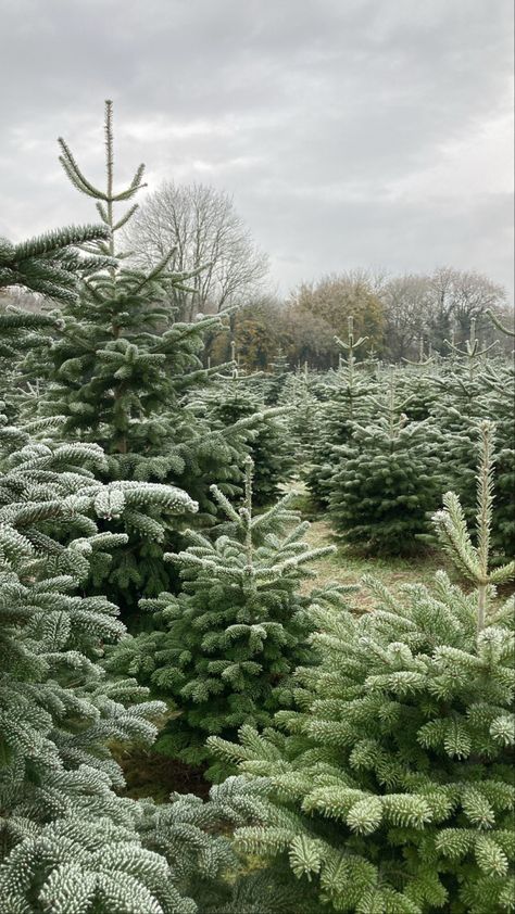 Light Green Christmas Aesthetic, The Christmas Tree Farm Book, Tree Farm Aesthetic, Christmas Tree Farm Aesthetic, Holiday Widgets, Christmas Tree Farm Taylor Swift, Christmas Tree Picking, Lovelight Farms, Tree Farm Photo Shoot