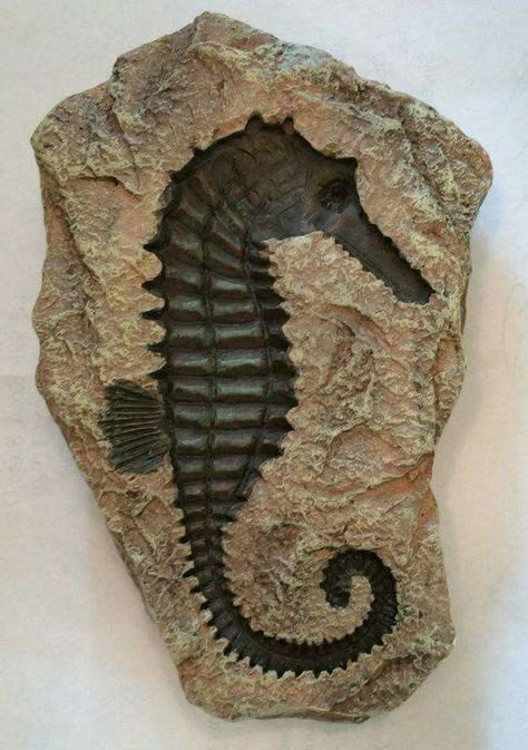 Seahorse fossil Fossil Art, Fossil Hunting, Fossil Bones, Rocks And Fossils, Motif Art Deco, Geology Rocks, Ancient Animals, Extinct Animals, Garden Statue