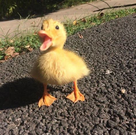 Cute Ducks, Pet Ducks, Cute Ducklings, Baby Farm Animals, Cute Small Animals, Cute Animals Puppies, Funny Animal Photos, Baby Ducks, Super Cute Animals