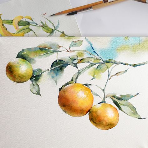 Clementine in watercolor on Behance Cotton Watercolor, Professional Watercolor, Watercolor Fruit, Watercolor Sketchbook, Fruit Painting, 수채화 그림, Watercolor Artists, Botanical Watercolor, Watercolor Paints