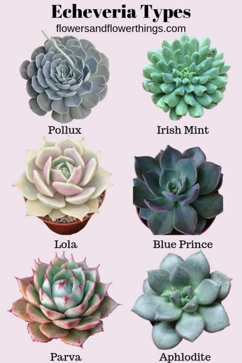 40 Echeveria Types & Care (with pictures) - Flowersandflowerthings Echeveria Types, Different Types Of Succulents, Succulents Wallpaper, Succulent Names, Makeup Kawaii, Types Of Succulents Plants, Kaktus Dan Sukulen, Garden Succulents, Succulent Garden Design