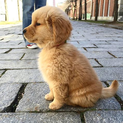 5,535 Likes, 102 Comments - Oshie Golden Bear (@oshiegoldenbear) on Instagram: “I noticed I feature a lot of good boys and not enough good girls. We mustn’t forget that all dogs…” Golden Retriever Mix, Golden Retriever Puppy, Retriever Puppy, Welsh Corgi, Golden Retrievers, Cute Creatures, Animal Love, Funny Cartoon, Big Dogs