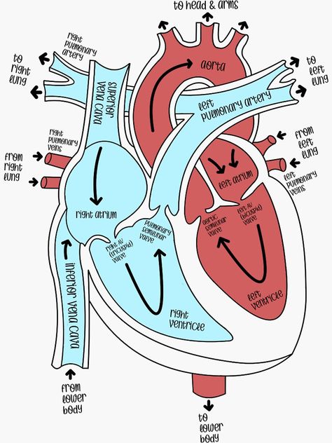 The Heart Labeled, Labeled Heart Diagram, Anatomical Heart Labeled, Heart Labeled Anatomy, Internal Structure Of Heart Diagram, Anatomy And Physiology Stickers, Circulatory System Aesthetic, Heart Anatomy Drawing Notes, Heart Anatomy Notes