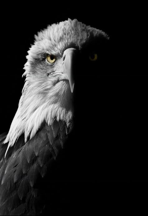 Bald Eagle by Paul Hewitt Photo Egal Photos, Egal Images, Egale Dark Wallpaper, Egal Bird Wallpaper, Black Eagle Wallpaper, Zyzz Wallpaper, Smart Meme, New Hd Pic, Mirror Pattern