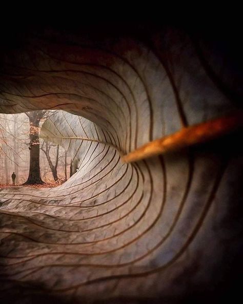 Nature is Lit on Twitter: "🔥 Through the lens of a fallen leaf! 🍁 Photo by William Smith… " Perspective Photography, Creation Photo, Fotografi Digital, Beginner Photo Editing, Creative Photography Techniques, Foto Tips, Picture Story, Trik Fotografi, Creative Portraits