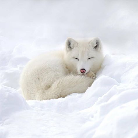 Snow Animals, Fox Pictures, Cut Animals, Fox Lover, Winter Animals, Arctic Animals, Arctic Fox, Biome, Fox Art