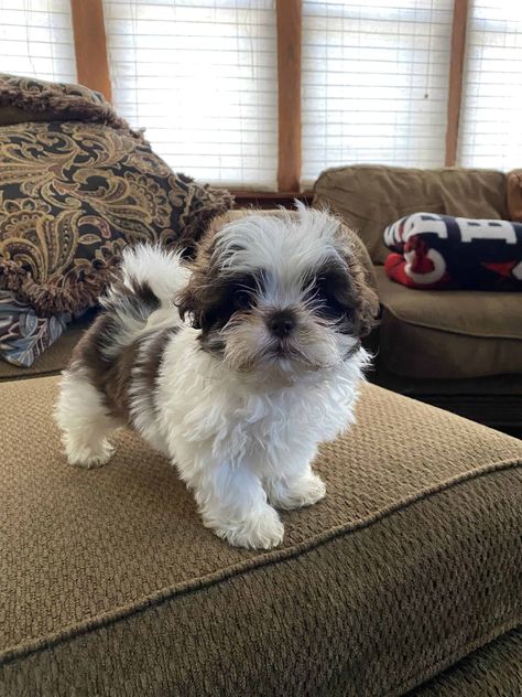 Shih Tzu Poodle Mix Puppies, Quotation Sample, Shih Tzu Poodle Mix, Small Dogs For Sale, Cute Puppies For Sale, Shih Tzu For Sale, Puppies Cutest, Baby Shih Tzu, Teacup Shih Tzu