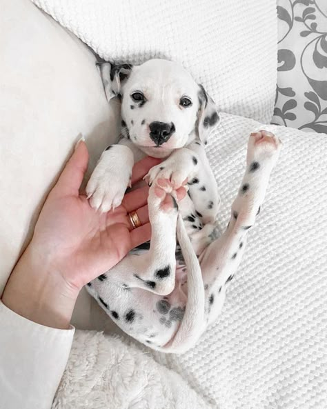 Fluffy Dalmatian Puppy, Dalmatian Puppy Aesthetic, Dalmation Puppies, Baby Dalmatian, Cute Dalmatian, Dalmatian Puppies, Hilarious Dogs, Gifts Amazon, Dalmatian Puppy