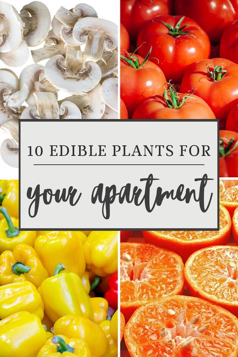 Growing plants in the city isn’t as impossible as you might think. There are plenty of fruits and vegetables that can thrive in an indoor environment or on your balcony. You don’t need to have a backyard to have a garden of your own. Here are 10 fruits and vegetables you can grow in your apartment so you can harvest your own organic food. How To Garden In Apartment, Food Plants To Grow Indoors, Gardening In An Apartment, Indoor Food Garden, Vegetables To Grow Indoors, Apartment Vegetable Garden, Growing Vegetables Indoors, Apartment Gardening, Autumn Core