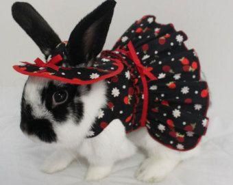 Hi, my name is CUTE! #rabbit #rabbits #cuteanimals #bunny #bunnies #pet #pets #october #Halloween #costume Clothes For Bunnies, Pet Rabbit Clothes, Bunny Clothes, Bunny Bun, Rabbit Clothes, Bunny Ideas, Pet Bunny Rabbits, Make Outfits, Rabbit Costume