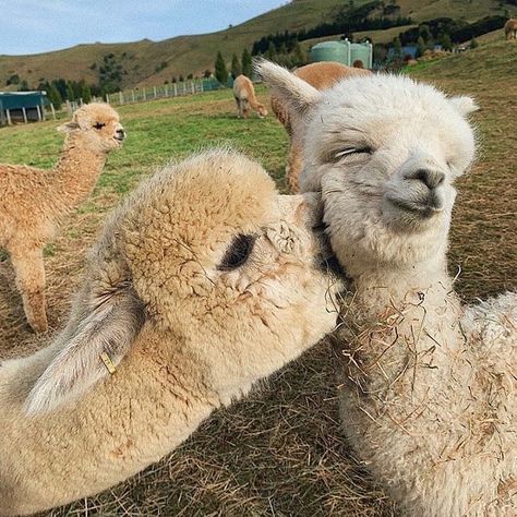 Animals Kissing, Cute Alpaca, Llama Alpaca, Super Cute Animals, Meme Template, Cute Animal Videos, Cute Animal Pictures, Happy Animals, Little Animals