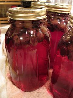 Easy Muscadine Jelly Recipe, Muscadine Recipe, Cranberry Grape Juice, Homemade Grape Juice, Muscadine Jelly, Grape Juice Recipe, Water Bath Canning Recipes, Muscadine Wine, Canning Vegetables