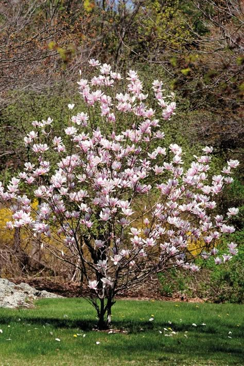 Magnolia Tree Landscaping, Small Flower Gardens, Trees For Front Yard, Funny Vine, Front Garden Landscape, Magnolia Tree, Magnolia Trees, Front Yard Garden, Garden Trees