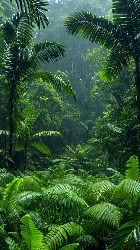 Jungle Image, Jungle Images, Jungle Life, Tropical Nature, Vacation Tropical, Misty Forest, Pretty Landscapes, Tropical Rainforest, Nature Aesthetic