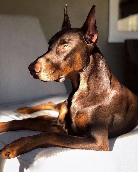 Pinterest: @fadedflowerr Perro Doberman Pinscher, Blue Doberman, Psy Chihuahua, European Doberman, Doberman Puppies, Doberman Pinscher Puppy, Mini Pinscher, Doberman Pinscher Dog, Dangerous Dogs