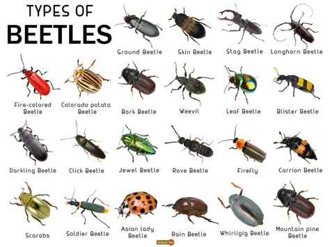 Types Of Ladybugs, Cool Beetles, Bettles Bugs, Entomology Tattoo, Pretty Beetles, Pet Insects, Bug Chart, Types Of Snails, Insect Types