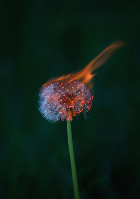 Burning Dandelion, Dandelion Photography, Macro Photography Tips, A Dandelion, Fire Photography, Light Painting, Photography Inspo, Macro Photography, Beautiful Photography