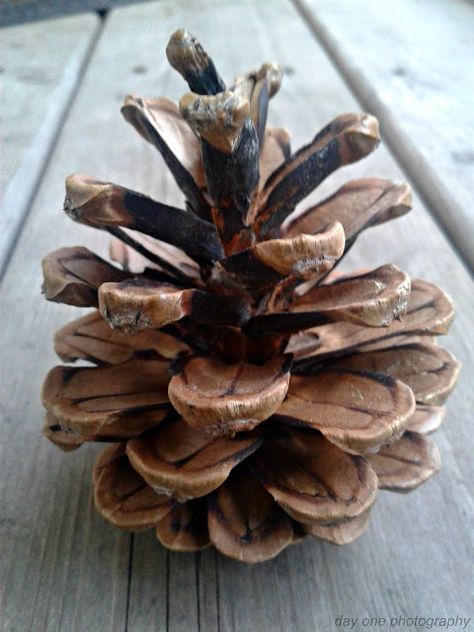 Day One Photography: Pinecone photo by #FredaMans Acorns And Pinecones, Form Photography Element, Natural Forms Reference, Natural Forms Gcse Photography, Natural Forms Plants, Pine Cone Photography, Structure In Nature, Natural Form Photography, Organic Forms In Nature