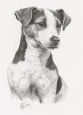 jack Dogs Sketch, Chien Jack Russel, Drawing Dogs, Dog Portraits Art, Dog Anatomy, Pencil Portraits, Dog Sketch, 강아지 그림, Portraits Art