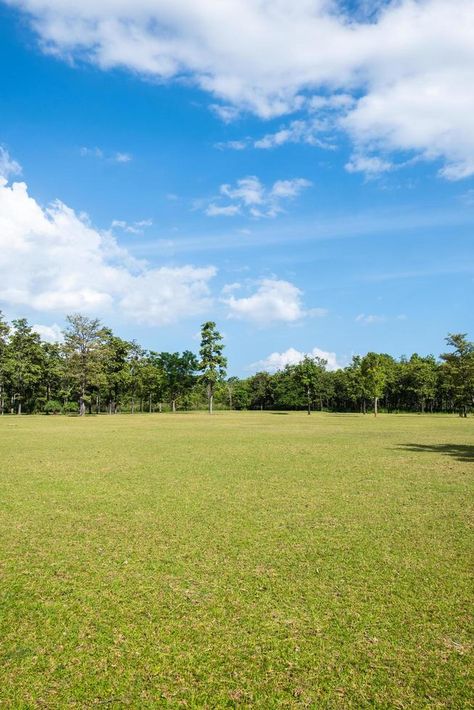 Park with green grass fields with a beautiful park scene background Park Scene, Park Background, Green Grass Background, Grass Fields, Grass Background, Scene Background, Wild Grass, Grass Field, Tree Saw