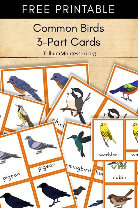 Free printable birds 3 part cards Types Of Birds Preschool, Birds For Preschoolers, B Is For Bird, Bird Printables, Birds For Kids, Montessori Science, Homeschool Nature Study, Montessori Printables, Montessori Elementary