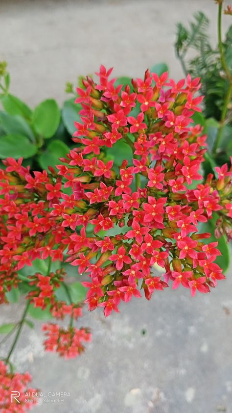 Tiny red flowers Tiny Red Flowers, Small Red Flowers, Red Wildflowers, Water Flowers, Little Flowers, Small Flowers, Red Flowers, Wild Flowers, Flowers