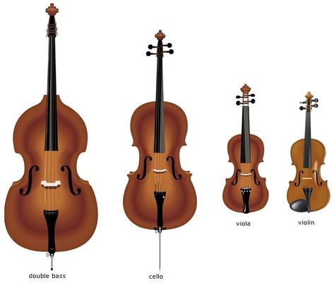 Violin Family, The Violin, Which Is Better, Teaching Music, String Instruments, Orchestra, Violin, To Learn, Piano