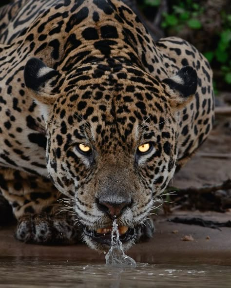 Jaguar, yaguarete, otorongo, Jaguares, Animal, Naturaleza, Brasil, Amazonas Jaguar Animal Aesthetic, Jaguars Aesthetic, Jaguarundi Cat, Jaguar Eyes, Jaguar Aesthetic, Jaguar Drawing, Jaguar Pictures, Jaguar Cat, Jaguar Art